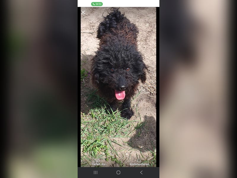 Guba-DG, Hütehund sucht Aufgabe!