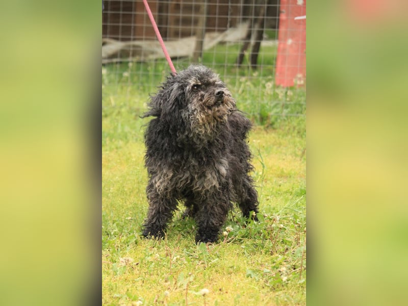 Bogáncs LM – Traumhund auf vier Pfoten sucht Herzensmenschen
