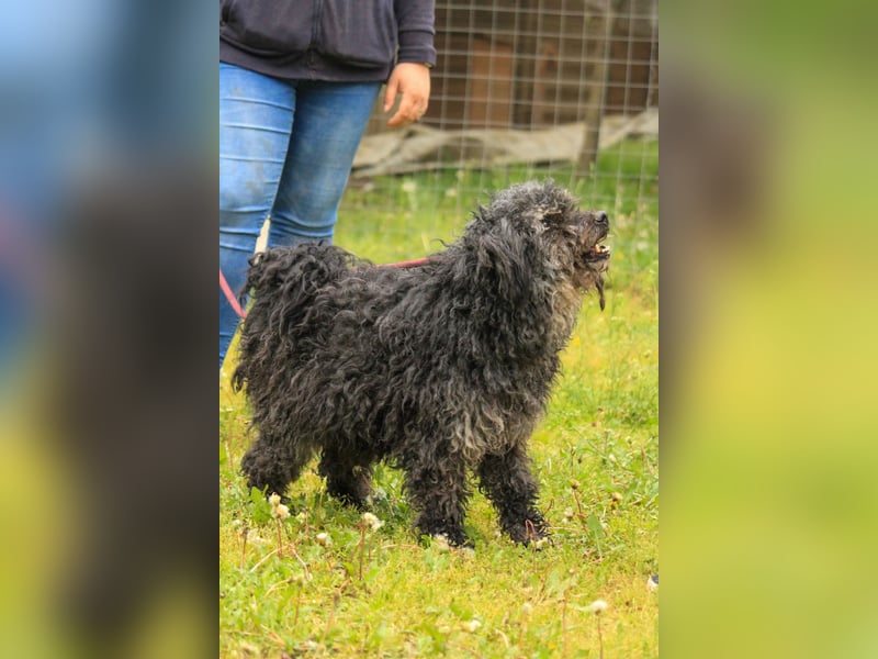 Bogáncs LM – Traumhund auf vier Pfoten sucht Herzensmenschen