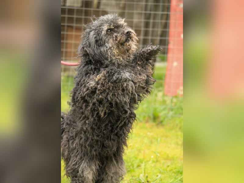 Bogáncs LM – Traumhund auf vier Pfoten sucht Herzensmenschen