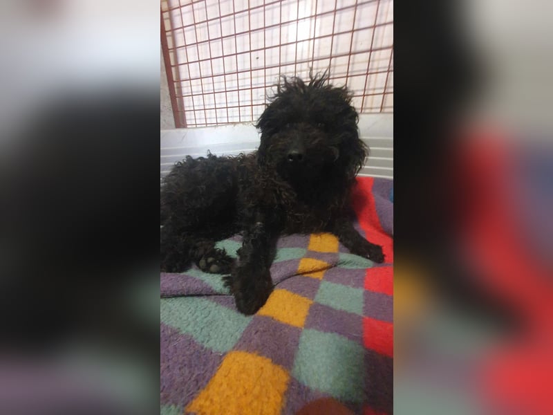 Guba-DG, Hütehund sucht Aufgabe!