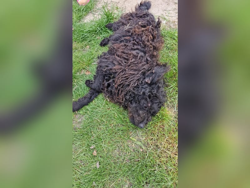 Guba-DG, Hütehund sucht Aufgabe!