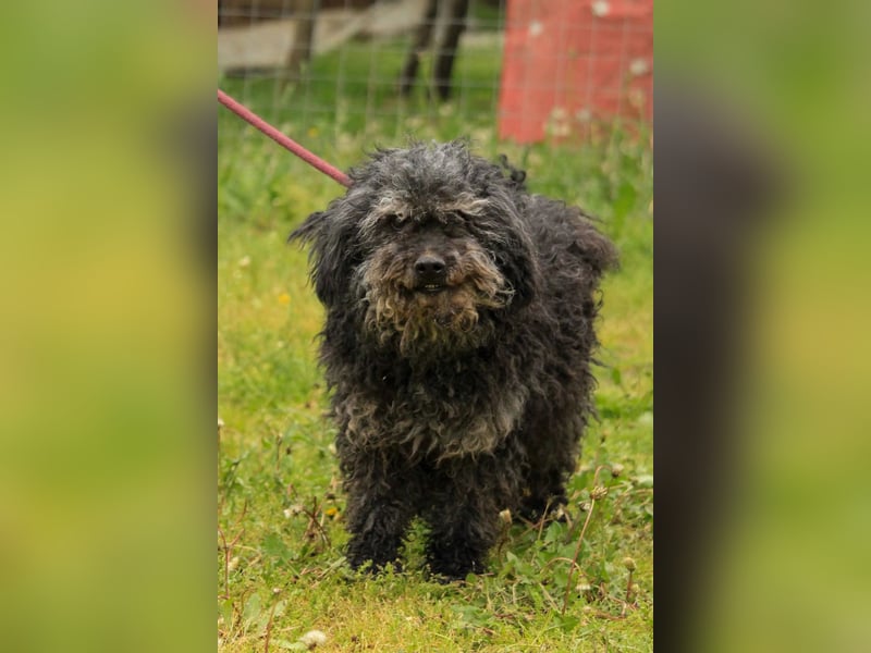 Bogáncs LM – Traumhund auf vier Pfoten sucht Herzensmenschen