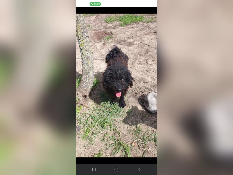 Guba-DG, Hütehund sucht Aufgabe!