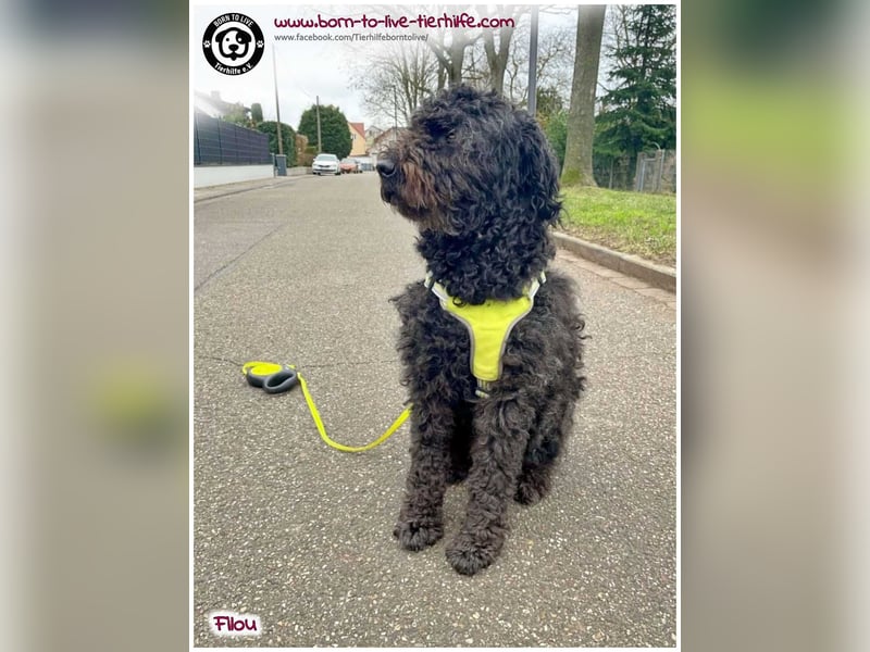 Filou sucht ein Zuhause