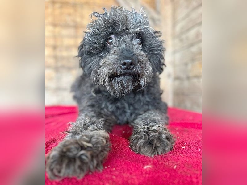 superlieber Kuschelhund MAILO - 2,5 Jahre, 45cm/14kg - Puli-Schnauzer-Mix