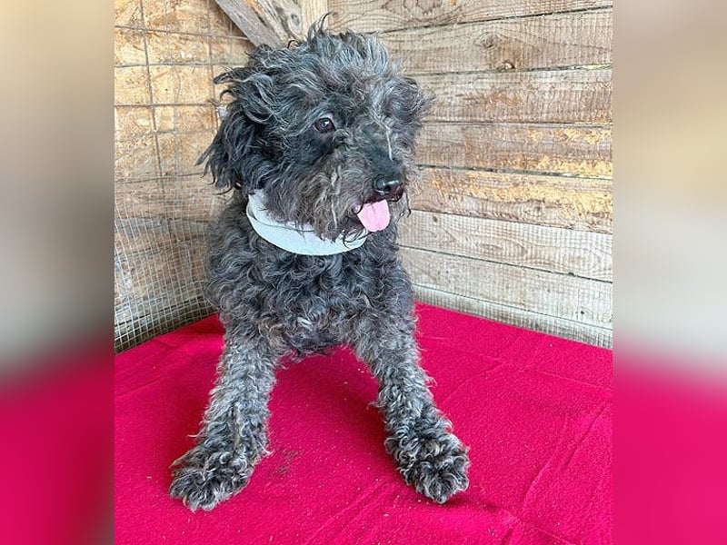 superlieber Kuschelhund MAILO - 2,5 Jahre, 45cm/14kg - Puli-Schnauzer-Mix