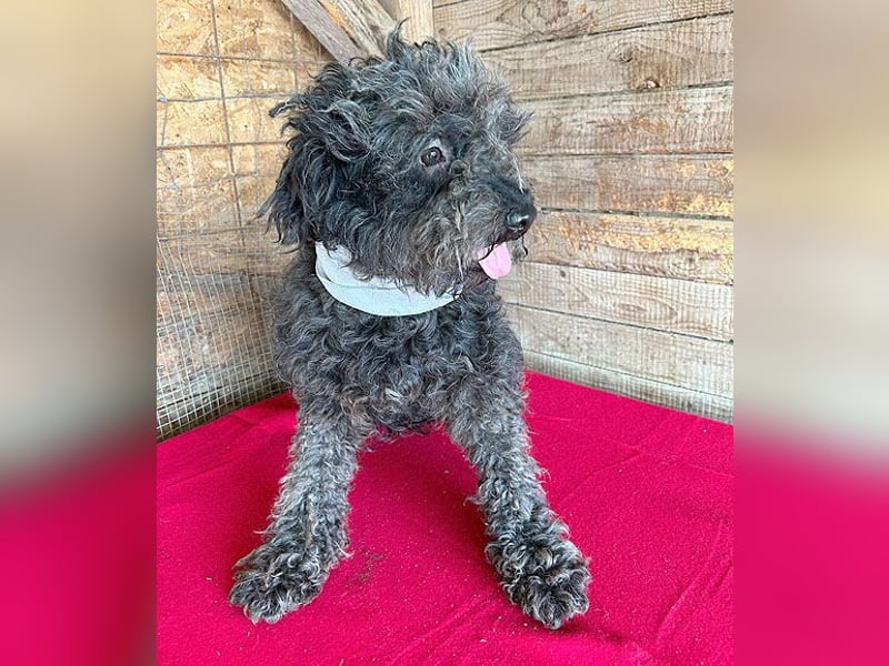 superlieber Kuschelhund MAILO - 2,5 Jahre, 45cm/14kg - Puli-Schnauzer-Mix