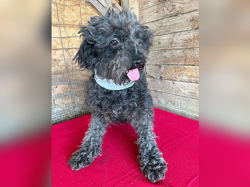 superlieber Kuschelhund MAILO - 2,5 Jahre, 45cm/14kg - Puli-Schnauzer-Mix