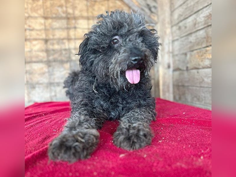 superlieber Kuschelhund MAILO - 2,5 Jahre, 45cm/14kg - Puli-Schnauzer-Mix