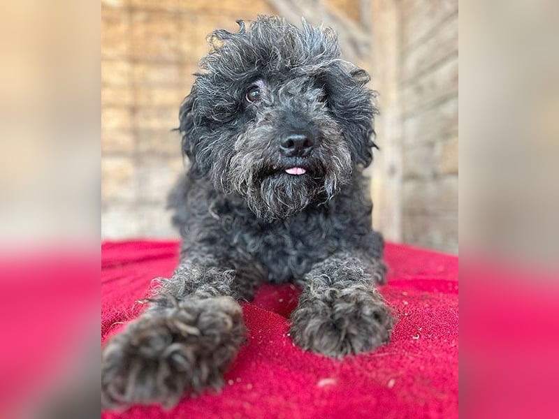 superlieber Kuschelhund MAILO - 2,5 Jahre, 45cm/14kg - Puli-Schnauzer-Mix