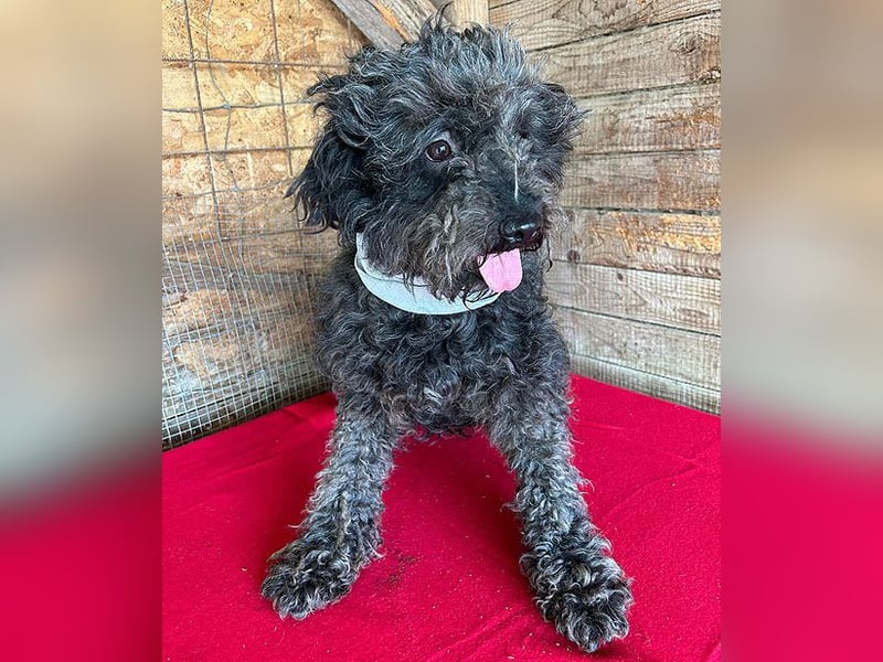 superlieber Kuschelhund MAILO - 2,5 Jahre, 45cm/14kg - Puli-Schnauzer-Mix