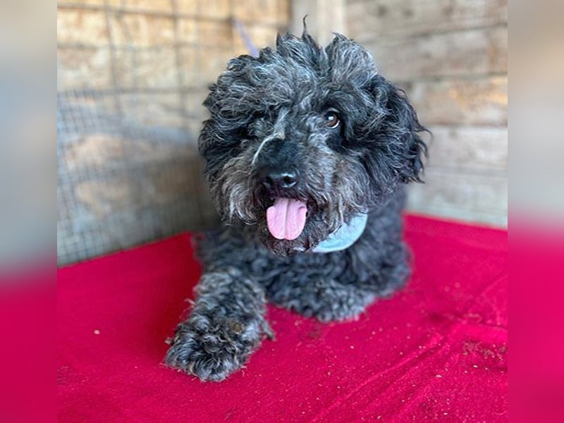 superlieber Kuschelhund MAILO - 2,5 Jahre, 45cm/14kg - Puli-Schnauzer-Mix
