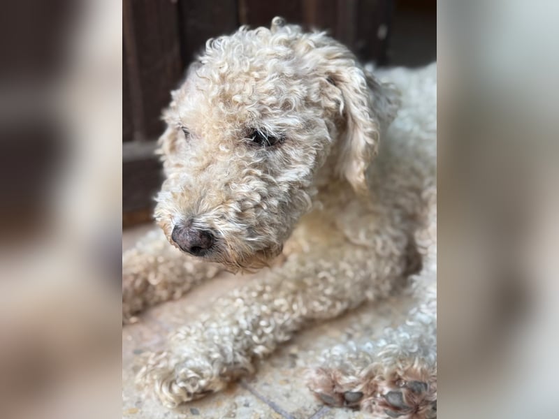 Billy, Puli-Mix, Rüde, geb. am 01.09.2017, 40 cm, 14 kg