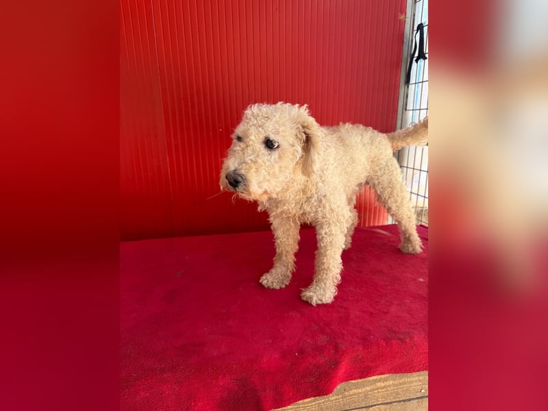 Billy, Puli-Mix, Rüde, geb. am 01.09.2017, 40 cm, 14 kg
