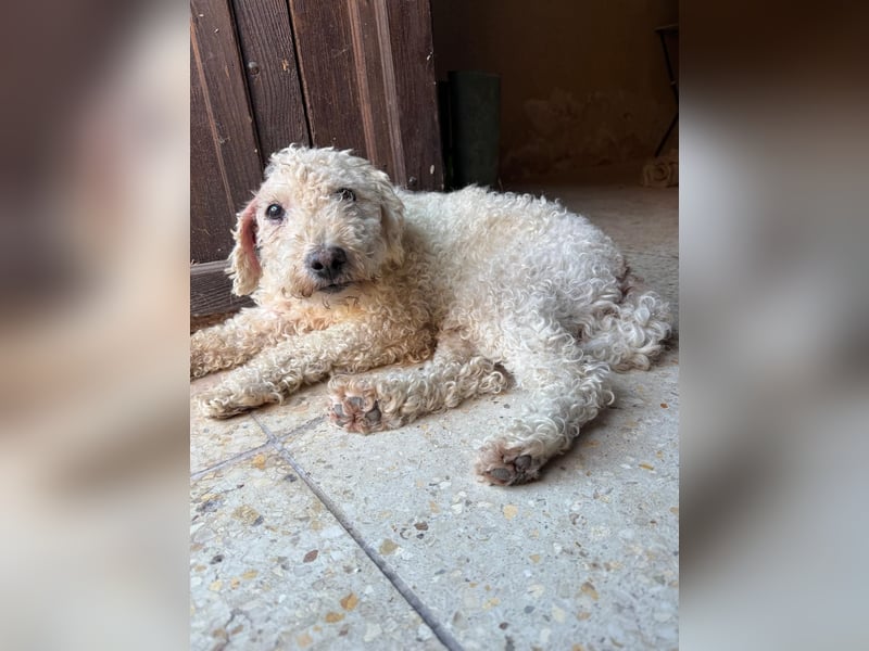 Billy, Puli-Mix, Rüde, geb. am 01.09.2017, 40 cm, 14 kg
