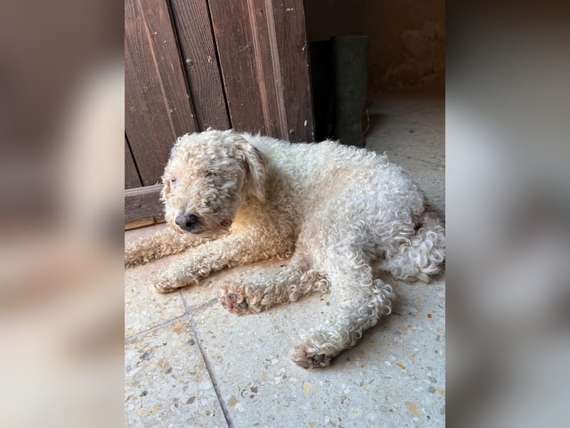 Billy, Puli-Mix, Rüde, geb. am 01.09.2017, 40 cm, 14 kg