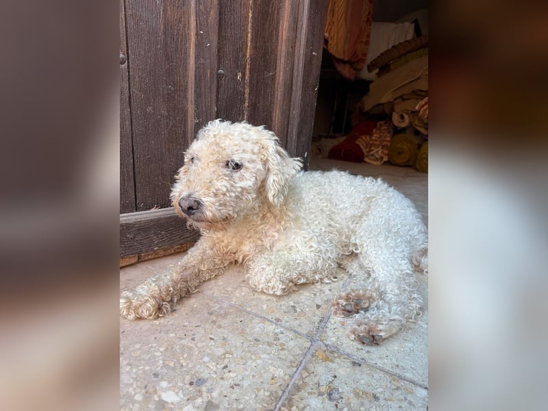 Billy, Puli-Mix, Rüde, geb. am 01.09.2017, 40 cm, 14 kg
