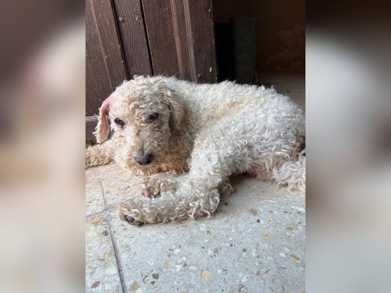 Billy, Puli-Mix, Rüde, geb. am 01.09.2017, 40 cm, 14 kg