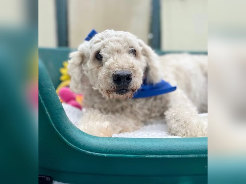 COCO - Sozialverträglicher Puli-Mix sucht seine Familie
