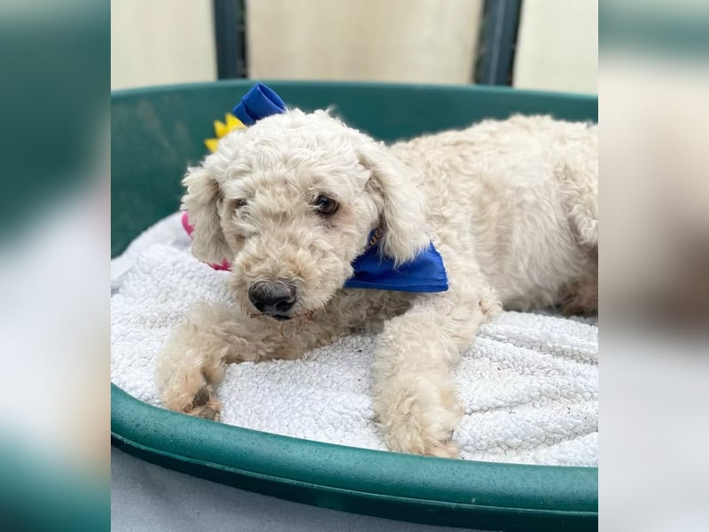 COCO - Sozialverträglicher Puli-Mix sucht seine Familie