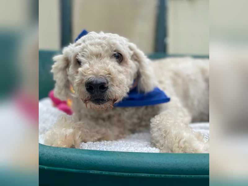 COCO - Sozialverträglicher Puli-Mix sucht seine Familie
