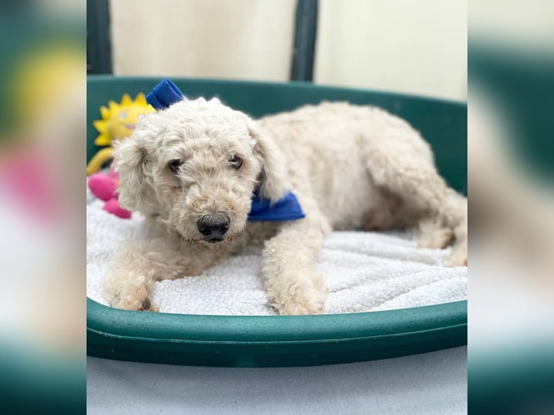 COCO - Sozialverträglicher Puli-Mix sucht seine Familie