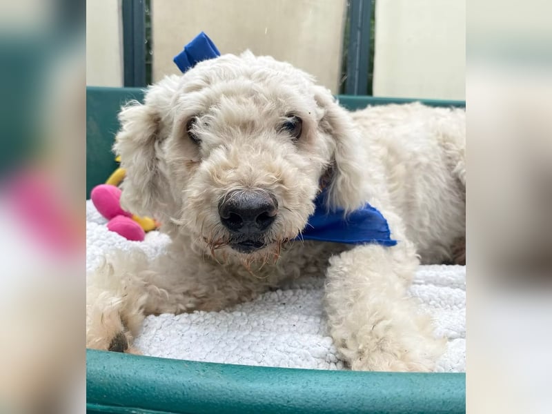 COCO - Sozialverträglicher Puli-Mix sucht seine Familie