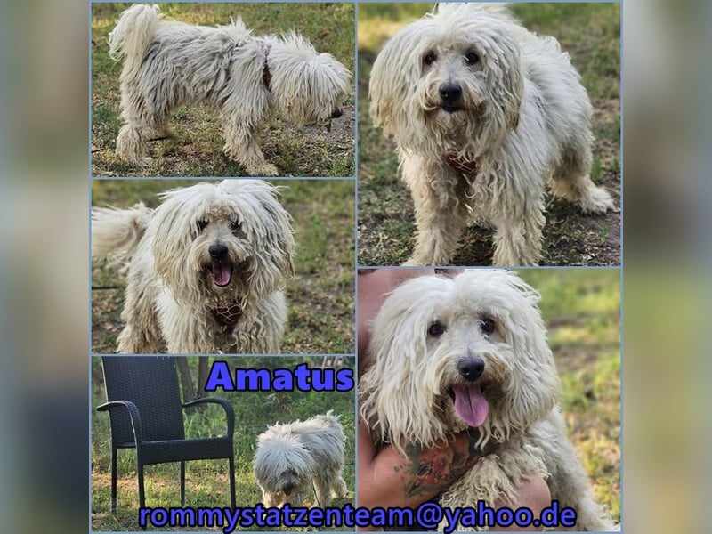 Amatus ist charmant und intelligent