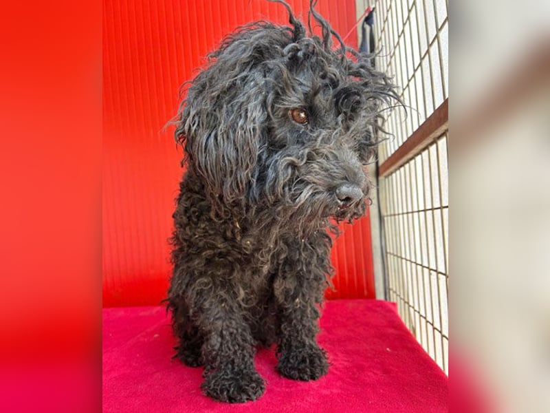 schmusige Puli-Hündin XENA - 2 Jahre, 40cm/12kg 