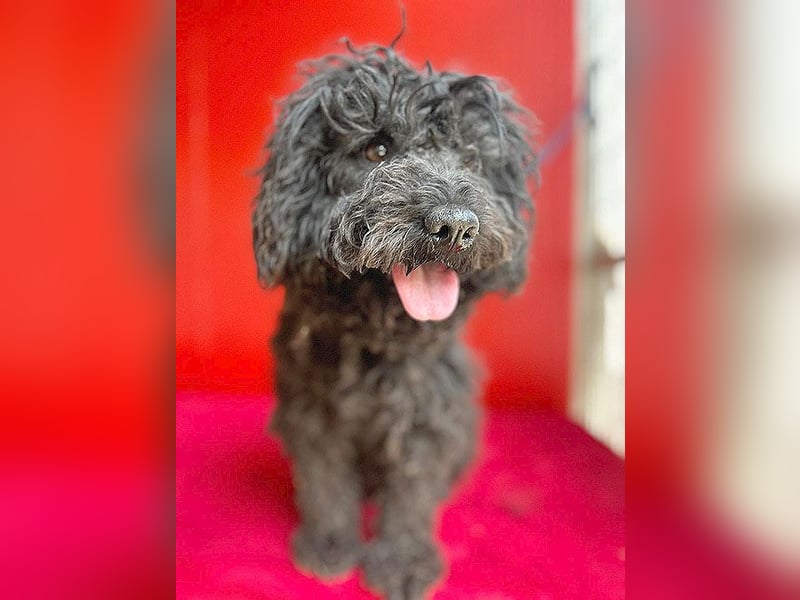 schmusige Puli-Hündin XENA - 2 Jahre, 40cm/12kg 