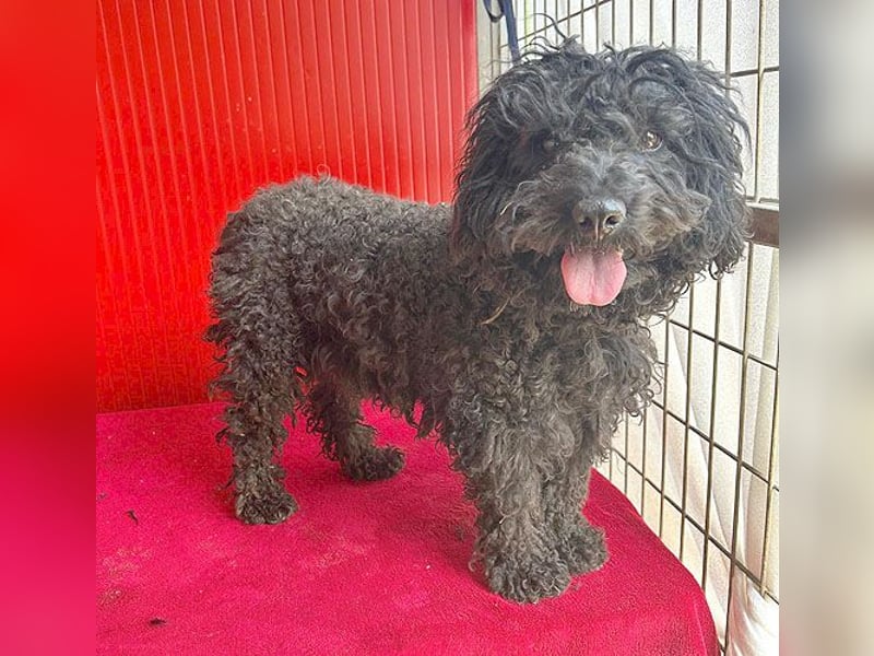 schmusige Puli-Hündin XENA - 2 Jahre, 40cm/12kg 