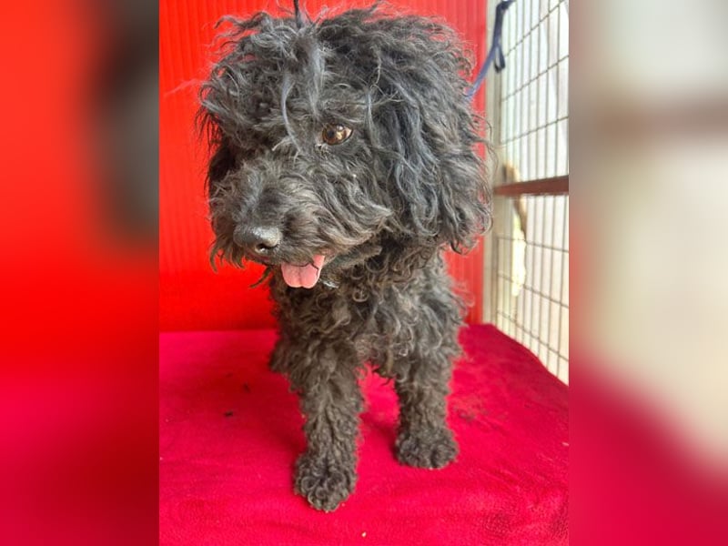 schmusige Puli-Hündin XENA - 2 Jahre, 40cm/12kg 