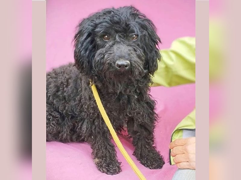 schmusige Puli-Hündin XENA - 2 Jahre, 40cm/12kg 