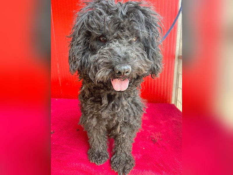 schmusige Puli-Hündin XENA - 2 Jahre, 40cm/12kg 
