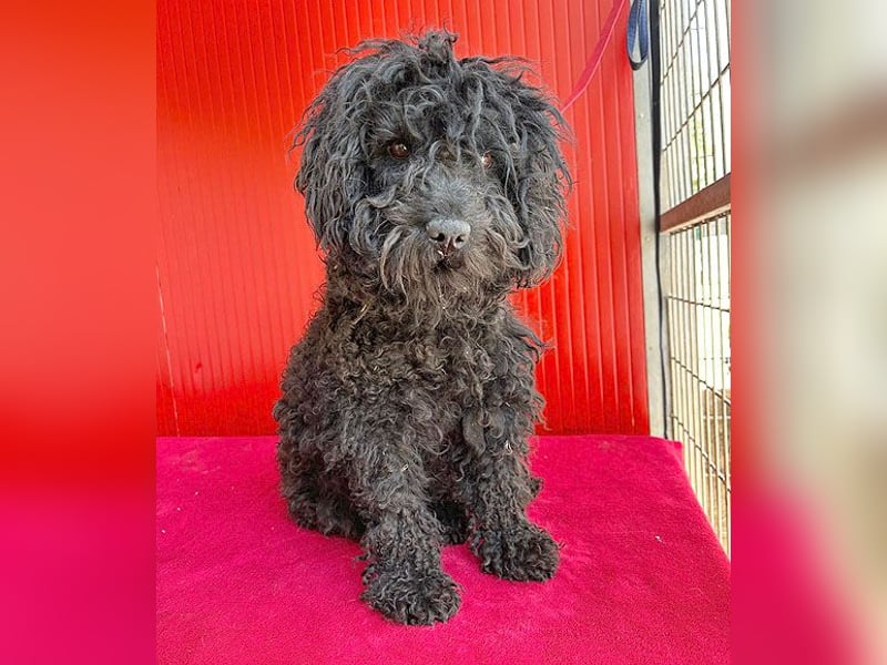 schmusige Puli-Hündin XENA - 2 Jahre, 40cm/12kg 