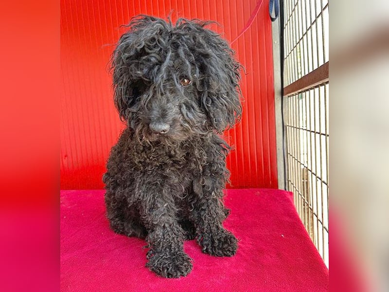 schmusige Puli-Hündin XENA - 2 Jahre, 40cm/12kg 