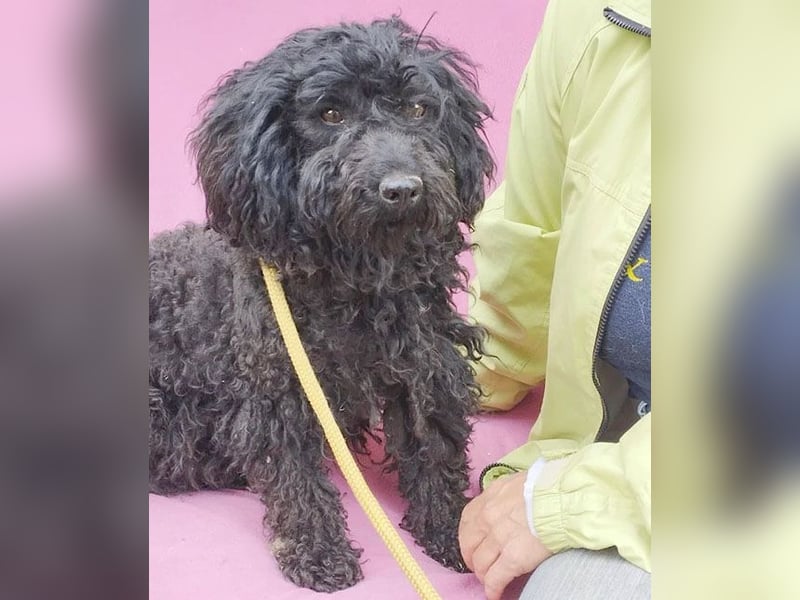 schmusige Puli-Hündin XENA - 2 Jahre, 40cm/12kg 