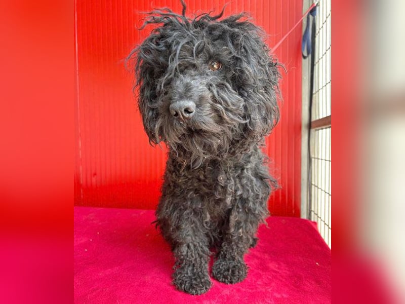 schmusige Puli-Hündin XENA - 2 Jahre, 40cm/12kg 