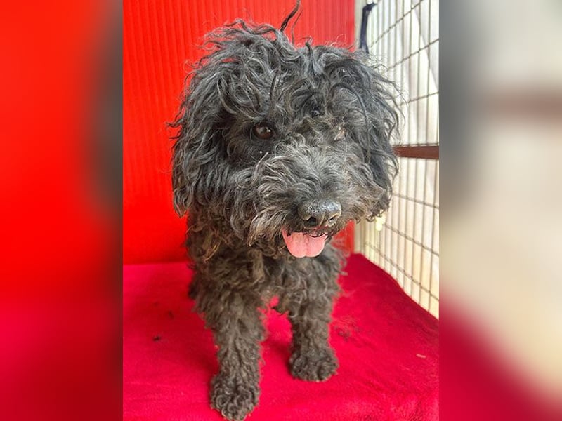 schmusige Puli-Hündin XENA - 2 Jahre, 40cm/12kg 