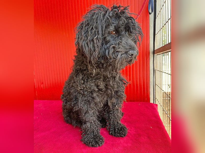 schmusige Puli-Hündin XENA - 2 Jahre, 40cm/12kg 