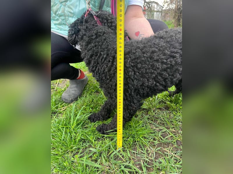 Anise, geboren 01.01.2023, 37cm sucht ihre Menschen