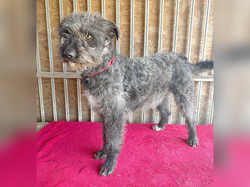 ❤️ kuschelige Familienhündin TAMI - 2 Jahre, 45cm/14kg - Schnauzer-Pumi-Mix ❤️