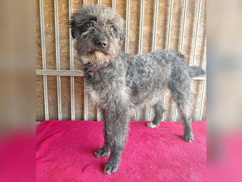 ❤️ kuschelige Familienhündin TAMI - 2 Jahre, 45cm/14kg - Schnauzer-Pumi-Mix ❤️