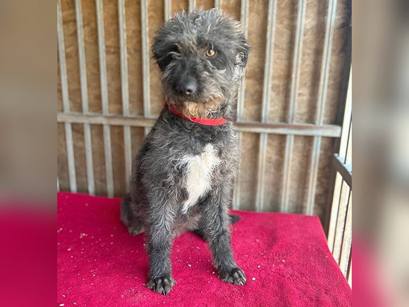 ❤️ kuschelige Familienhündin TAMI - 2 Jahre, 45cm/14kg - Schnauzer-Pumi-Mix ❤️