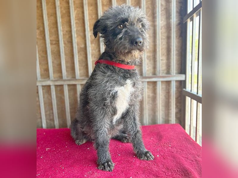 ❤️ kuschelige Familienhündin TAMI - 2 Jahre, 45cm/14kg - Schnauzer-Pumi-Mix ❤️