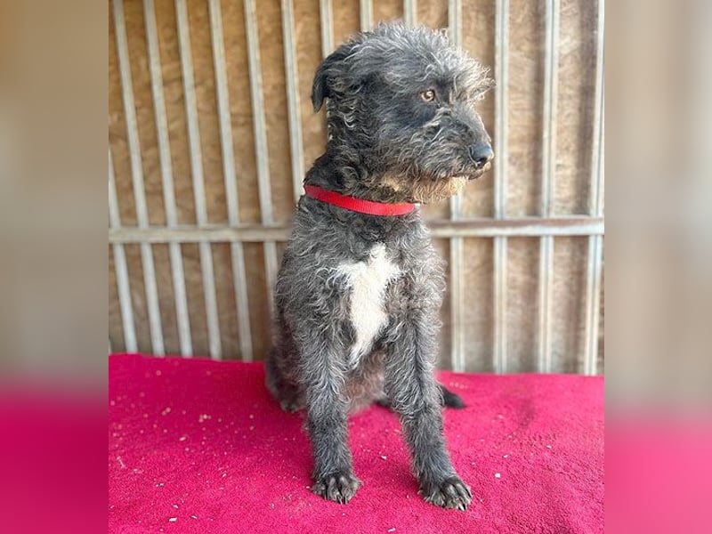 ❤️ kuschelige Familienhündin TAMI - 2 Jahre, 45cm/14kg - Schnauzer-Pumi-Mix ❤️