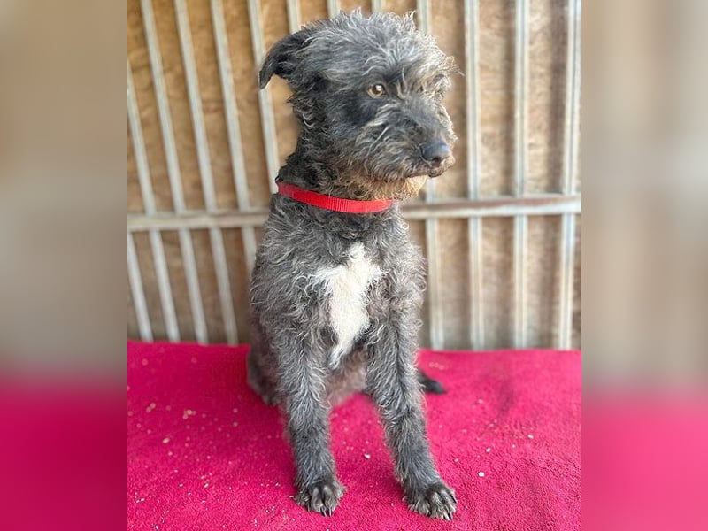 ❤️ kuschelige Familienhündin TAMI - 2 Jahre, 45cm/14kg - Schnauzer-Pumi-Mix ❤️