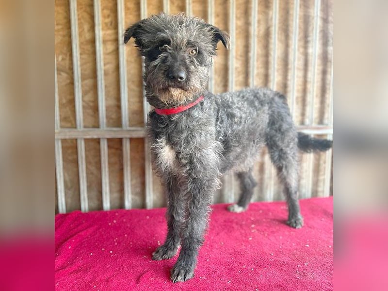 ❤️ kuschelige Familienhündin TAMI - 2 Jahre, 45cm/14kg - Schnauzer-Pumi-Mix ❤️