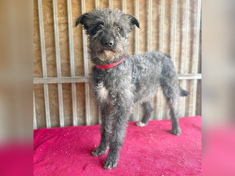 ❤️ kuschelige Familienhündin TAMI - 2 Jahre, 45cm/14kg - Schnauzer-Pumi-Mix ❤️